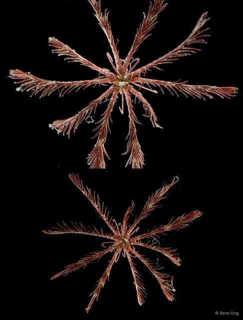 Crinoidea sp. "Feather star SEA-1982" • © Rene Ong • All Rights Reserved