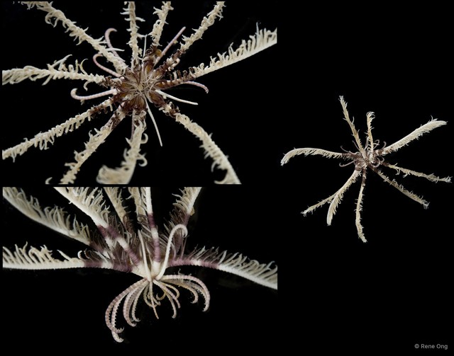 Crinoidea sp. "Feather star SEA-1984" • © Rene Ong • All Rights Reserved