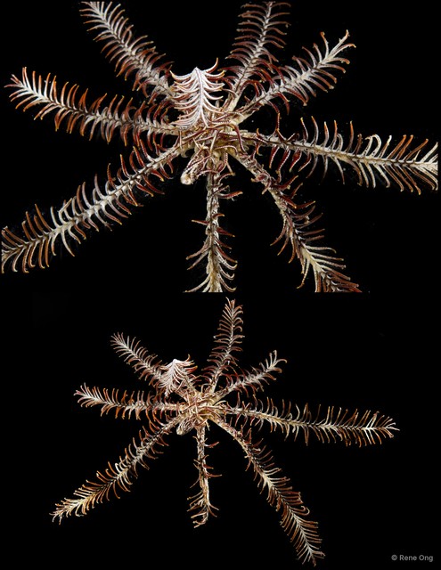 Crinoidea sp. "Feather star SEA-2121" • © Rene Ong • All Rights Reserved