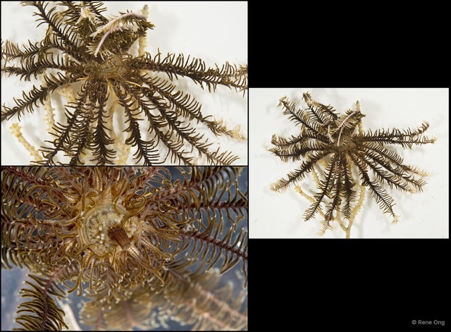Crinoidea sp. "Feather star SEA-2163" • © Rene Ong • All Rights Reserved