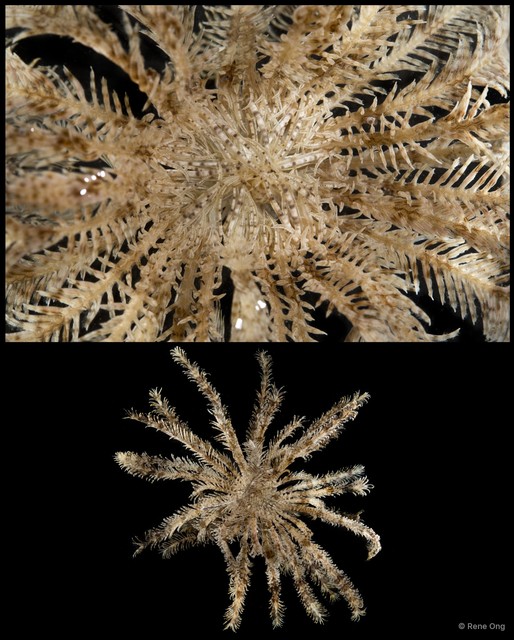 Crinoidea sp. "Feather star SEA-2801" • © Rene Ong • All Rights Reserved