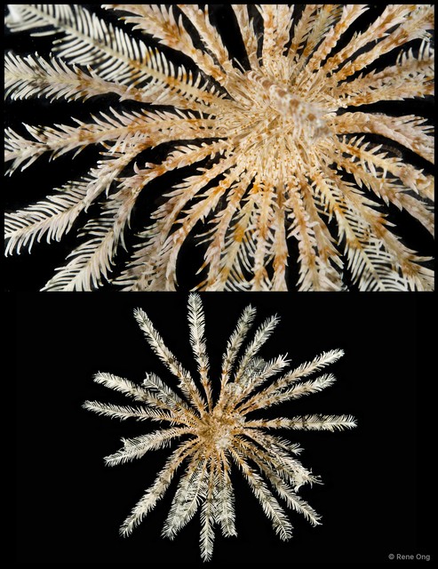 Crinoidea sp. "Feather star SEA-2804" • © Rene Ong • All Rights Reserved