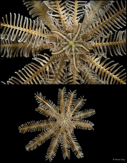 Crinoidea sp. "Feather star SEA-7761" • © Rene Ong • All Rights Reserved