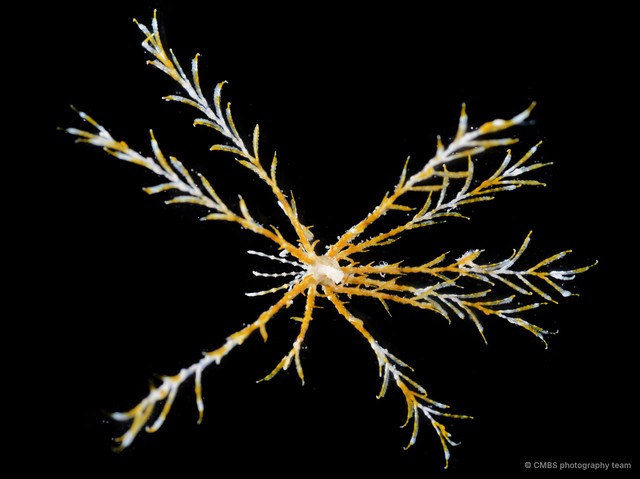 Crinoidea sp. "Feather star SS-2030" • © CMBS photography team • All Rights Reserved