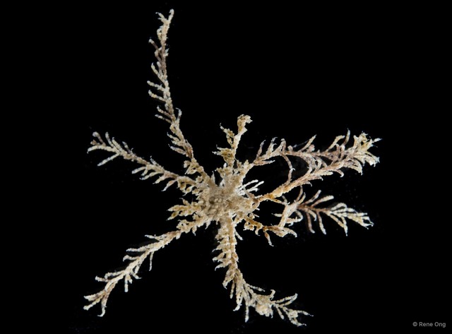 Crinoidea sp. "Feather star SUB-0086" • © Rene Ong • All Rights Reserved
