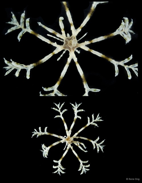 Crinoidea sp. "Juvenile feather star SUB-1057" • © Rene Ong • All Rights Reserved