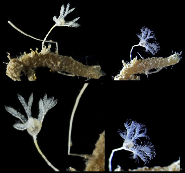 Crinoidea sp. "Juvenile feather star SUB-1541" • © Rene Ong • All Rights Reserved