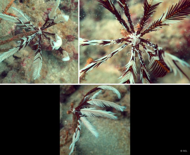 Oligometra sp. "IP0059" • © REL • All Rights Reserved