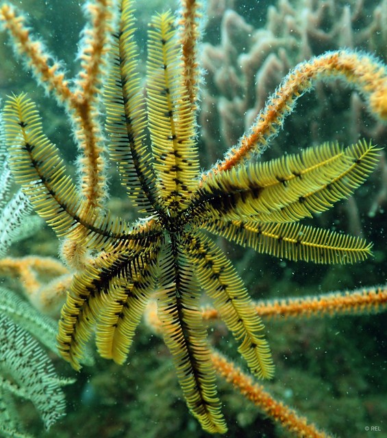 Oligometra serripinna