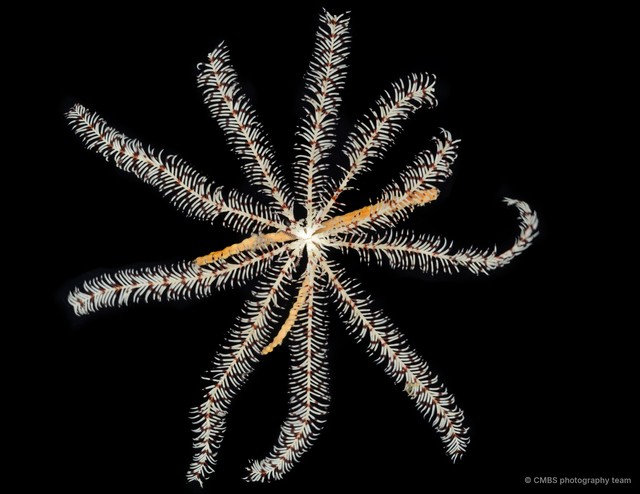Oligometra serripinna