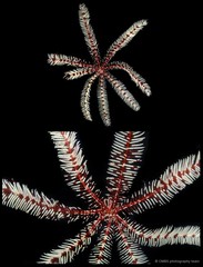 Oligometra serripinna • © CMBS photography team • All Rights Reserved
