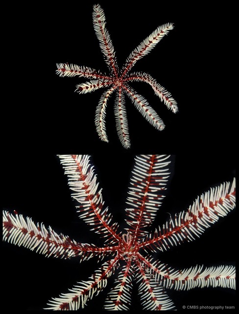 Oligometra serripinna