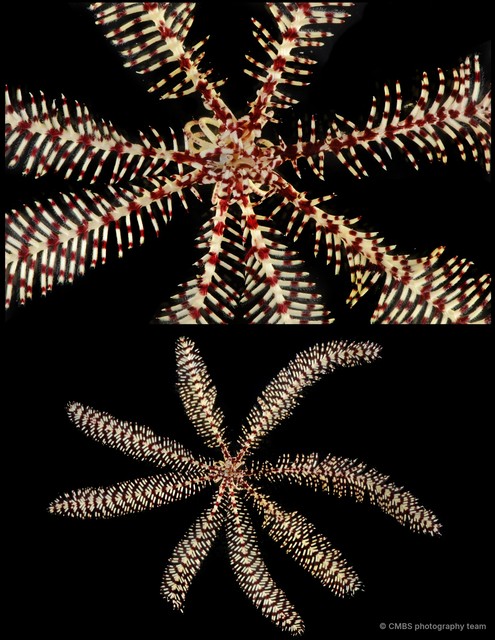 Oligometra serripinna