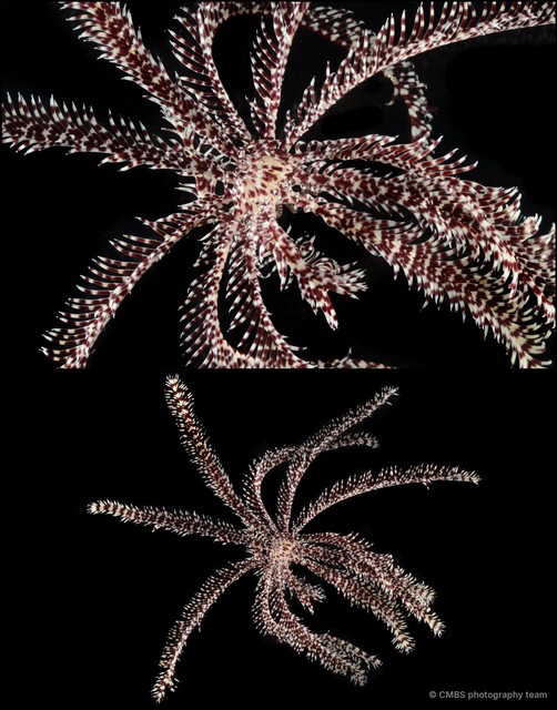 Oligometra serripinna