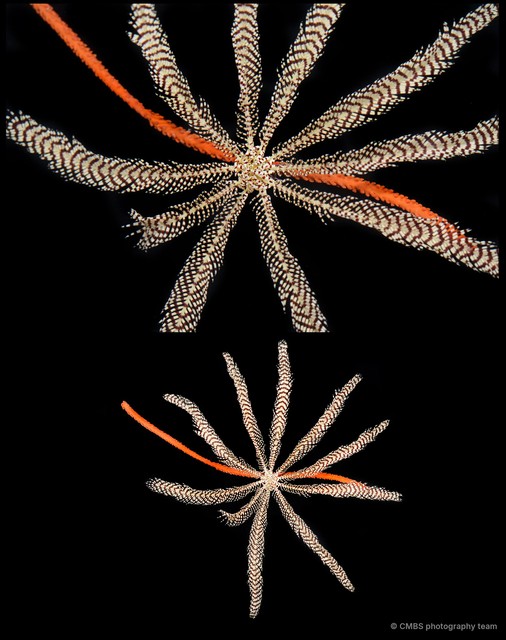 Oligometra serripinna