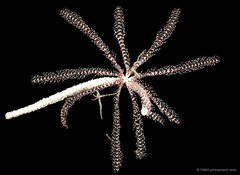 Oligometra serripinna • © CMBS photography team • All Rights Reserved