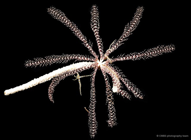 Oligometra serripinna