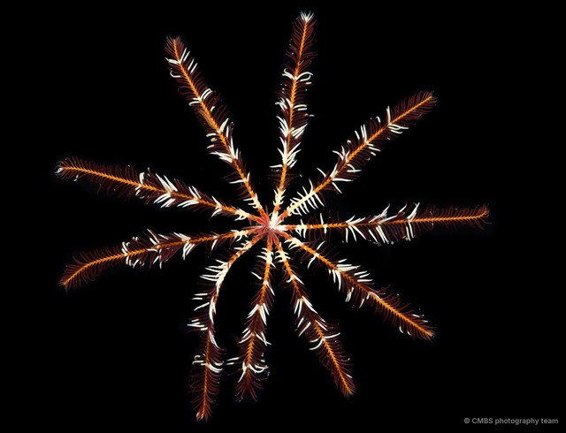 Oligometra serripinna