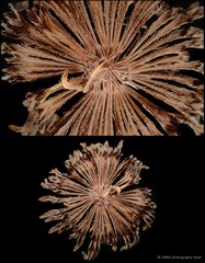 Pontiometra andersoni
