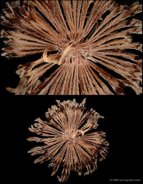 Pontiometra andersoni • © CMBS photography team • All Rights Reserved
