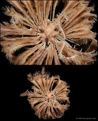 Pontiometra andersoni • © CMBS photography team • All Rights Reserved