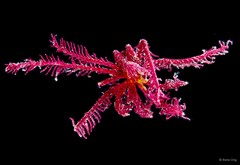 Capillaster sp. "cf. tenuicirrus" • © Rene Ong • All Rights Reserved