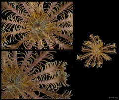 Capillaster multiradiatus • © Rene Ong • All Rights Reserved