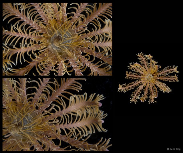 Capillaster multiradiatus • © Rene Ong • All Rights Reserved