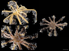 Capillaster multiradiatus • © Rene Ong • All Rights Reserved