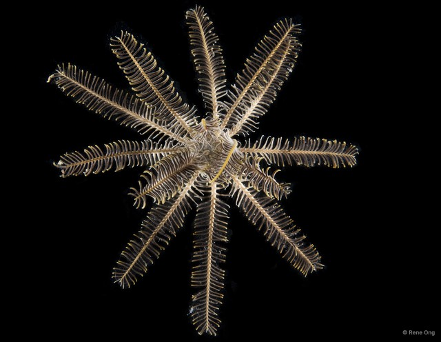 Capillaster multiradiatus