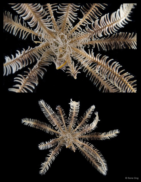 Capillaster multiradiatus