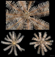 Capillaster multiradiatus • © Rene Ong • All Rights Reserved