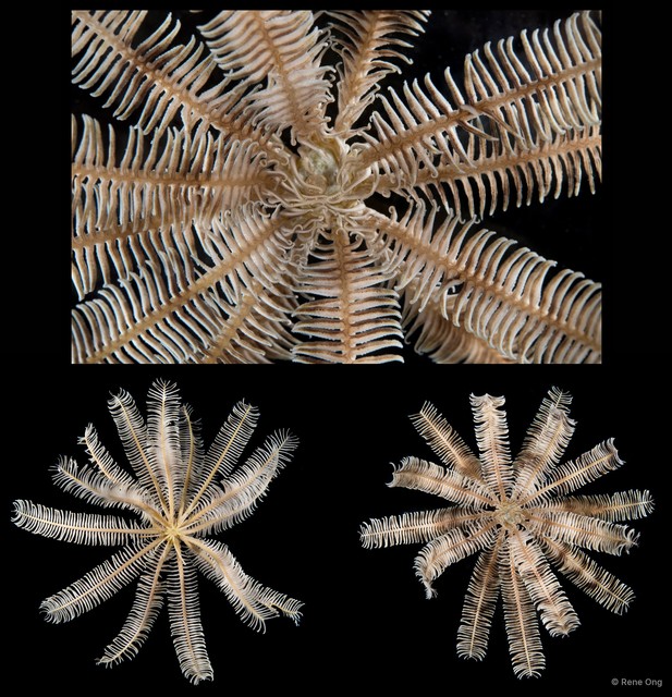 Capillaster multiradiatus