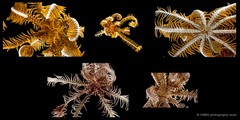 Comatula sp. "1"