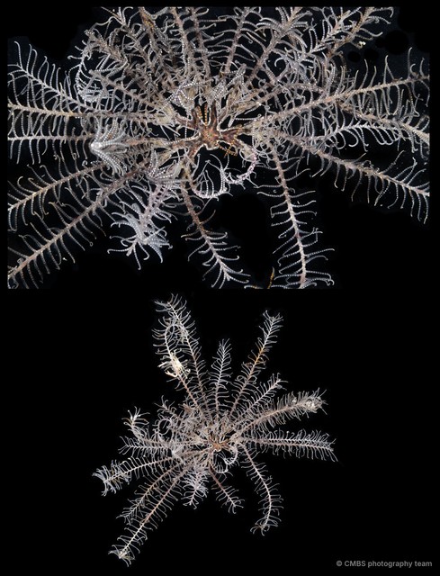 Comatula sp. "2" • © CMBS photography team • All Rights Reserved