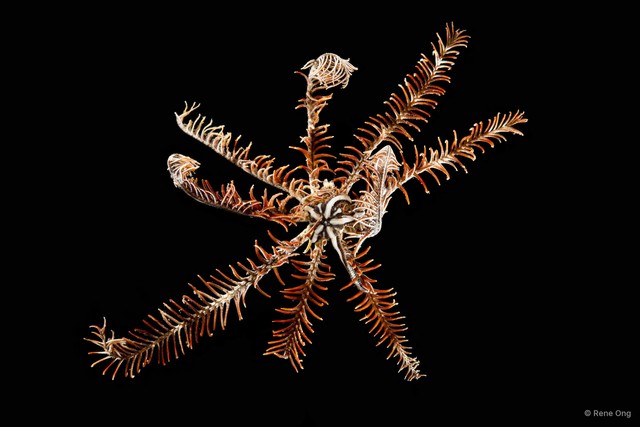 Comatula sp. "cf. pectinata"