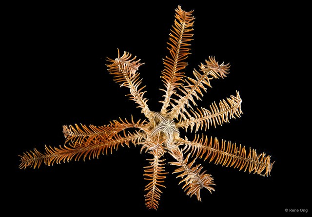 Comatula sp. "cf. pectinata"