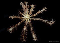 Comatula sp. "cf. pectinata" • © CMBS photography team • All Rights Reserved