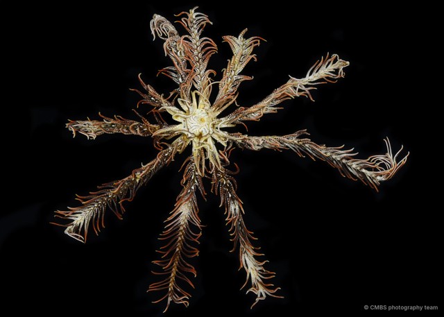 Comatula sp. "cf. pectinata"
