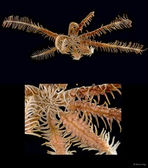 Comatula sp. "cf. solaris" • © Rene Ong • All Rights Reserved