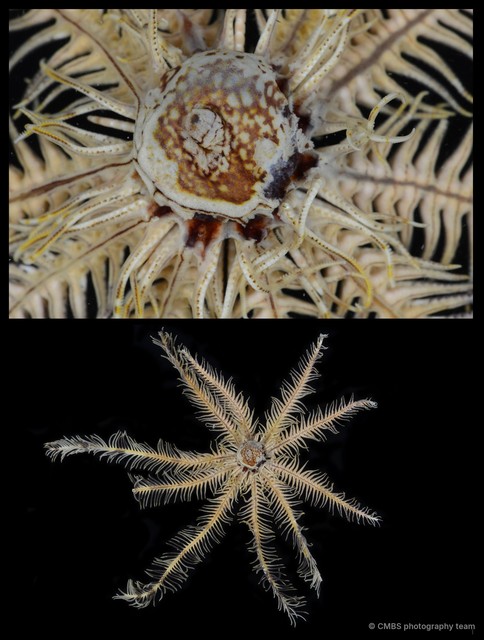 Comatula sp. "cf. solaris"