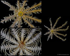 Comatula sp. "cf. solaris" • © CMBS photography team • All Rights Reserved