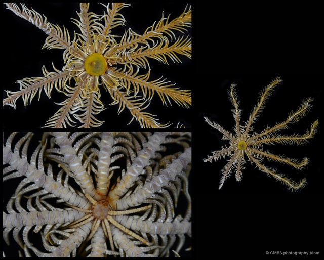 Comatula sp. "cf. solaris"