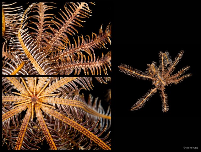 Comatula sp. "cf. solaris"