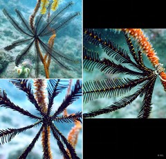 Comatula (Comatula) purpurea