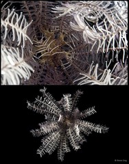 Phanogenia typica