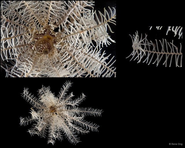 Phanogenia typica