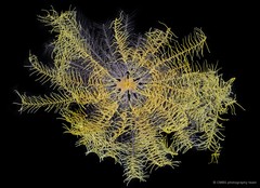 Phanogenia typica • © CMBS photography team • All Rights Reserved