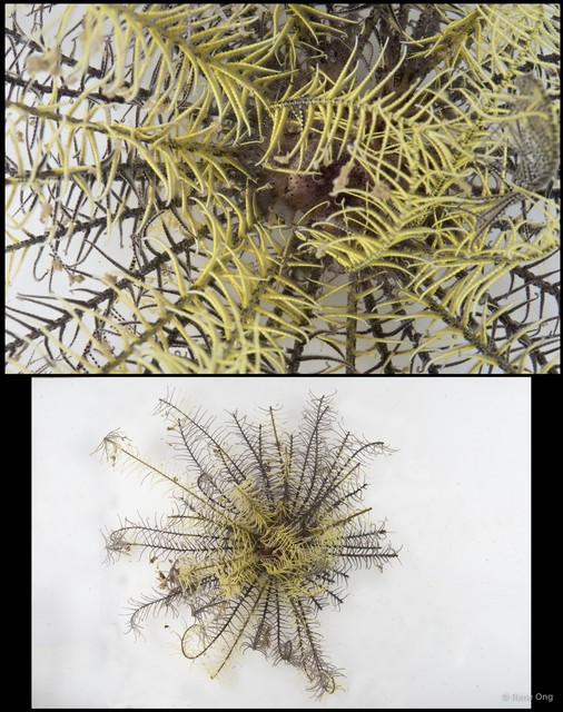 Phanogenia typica