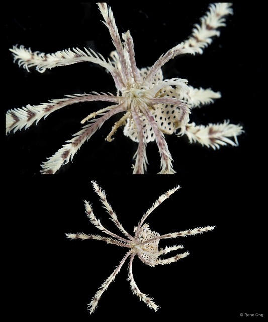 Amphimetra sp. "2" • © Rene Ong • All Rights Reserved
